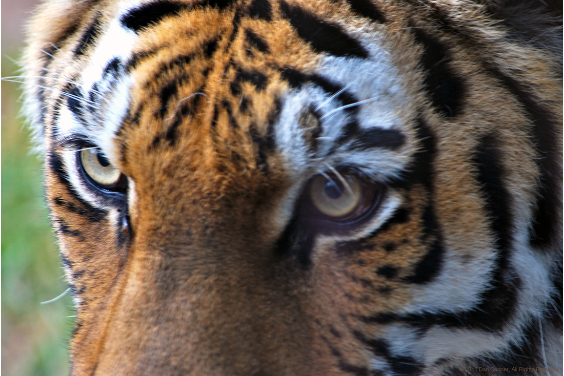 Tiger Eyes